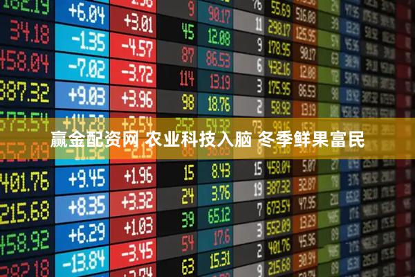 赢金配资网 农业科技入脑 冬季鲜果富民