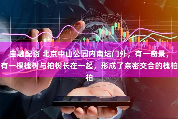 宝融配资 北京中山公园内南坛门外，有一奇景，有一棵槐树与柏树长在一起，形成了亲密交合的槐柏